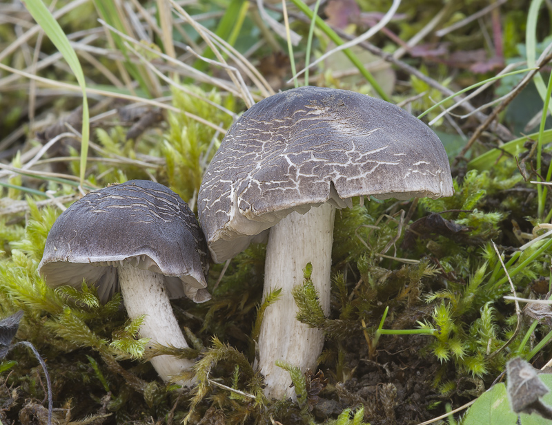 Dermoloma cuneifolium